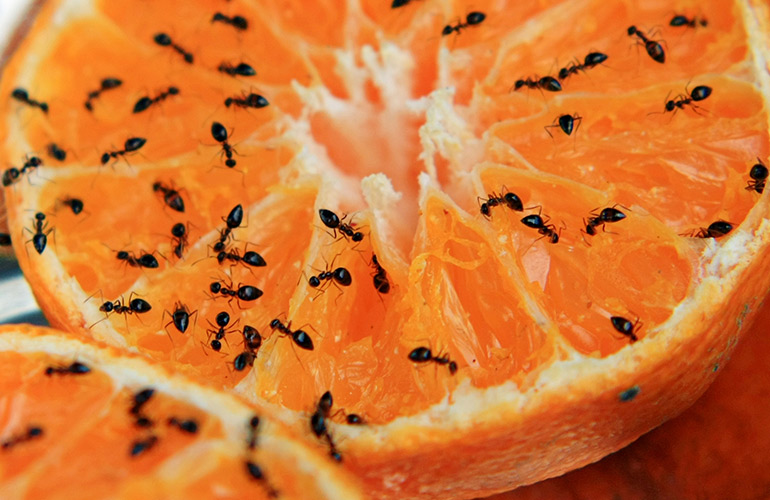 13 simple solutions to help you get rid of ants for good