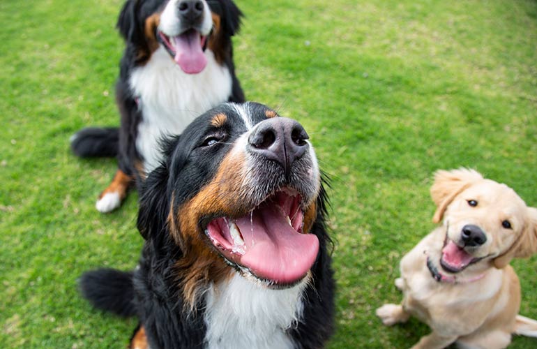 15 everyday habits of great dog owners