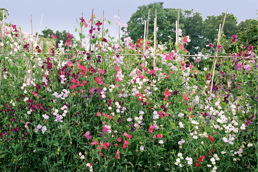 A Quick Guide To Sweet Peas
