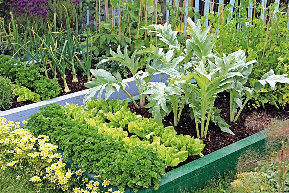 Winter Crops To Plant In Autumn