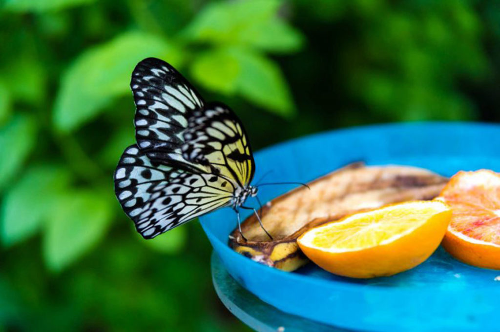 Fruit attracts butterflies