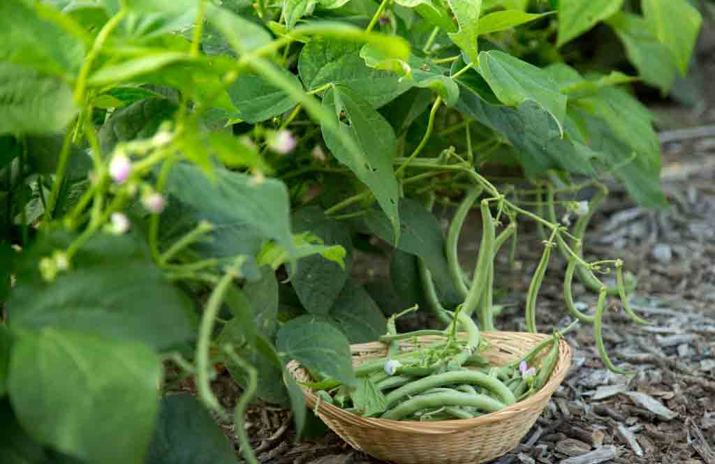 Grow beans in a snap