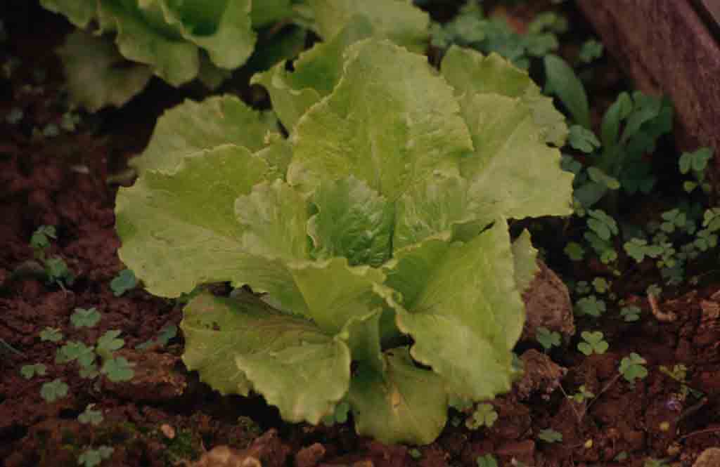 Sow lettuce for salads