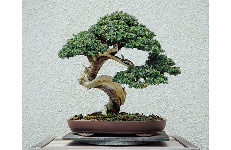 Don’t bring home bonsai trees