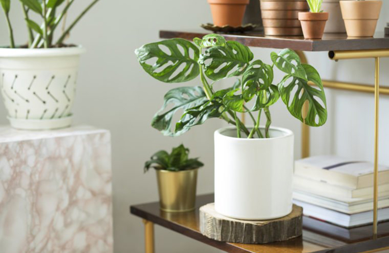 Replace withered or dying plants