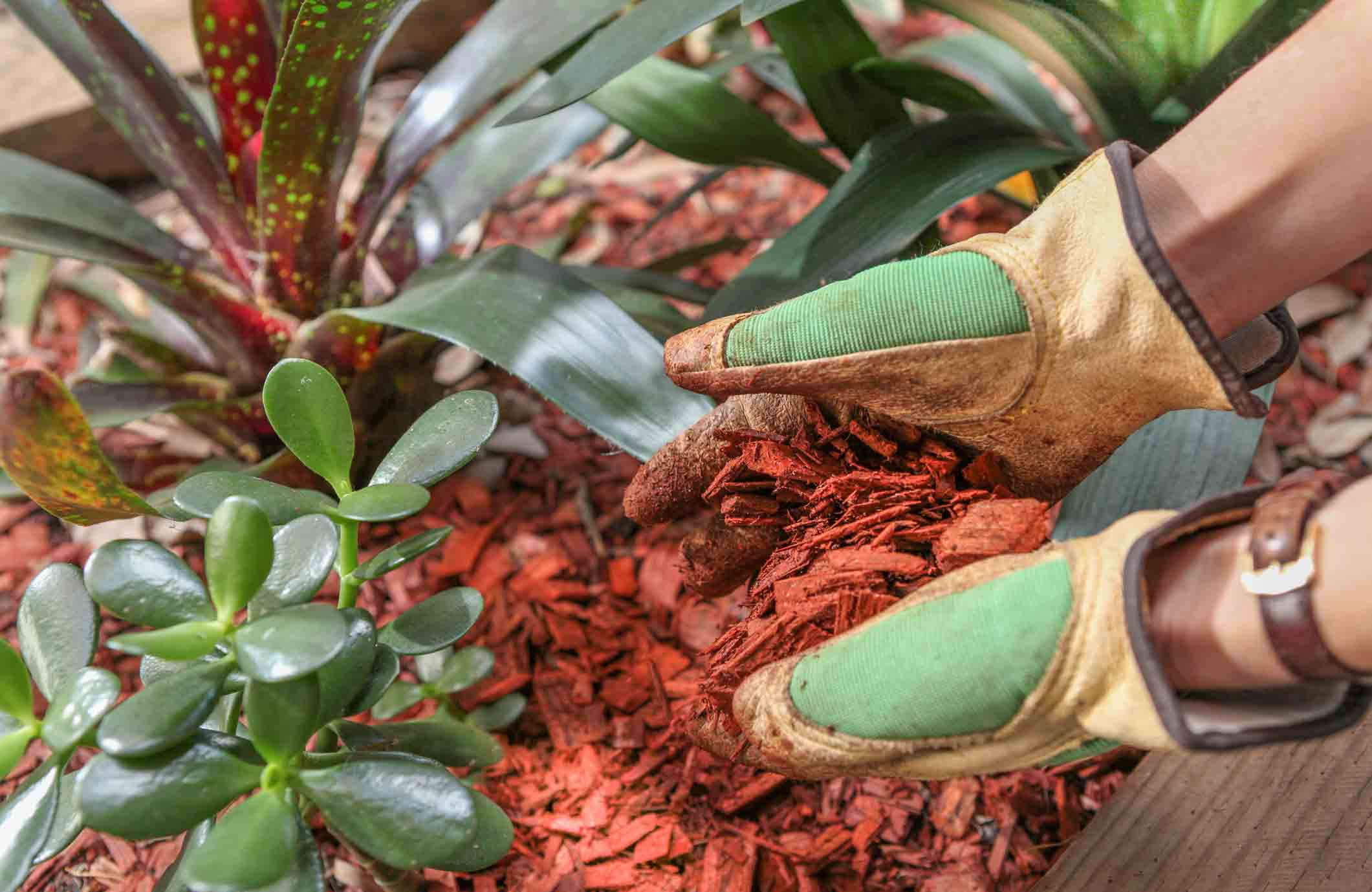 We know you love that "pretty" red mulch, but...