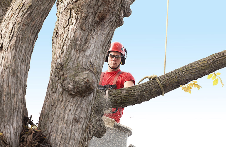 Need a tree guy? Secrets your arborist won’t tell you
