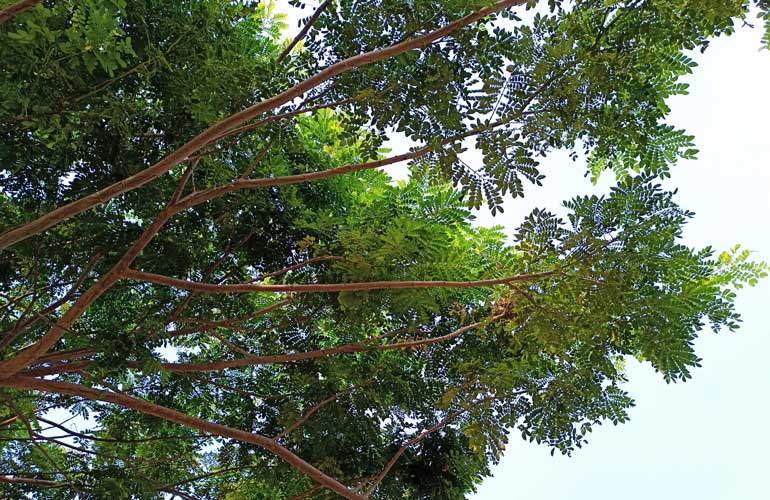 Be wary of ‘fast growing’ trees