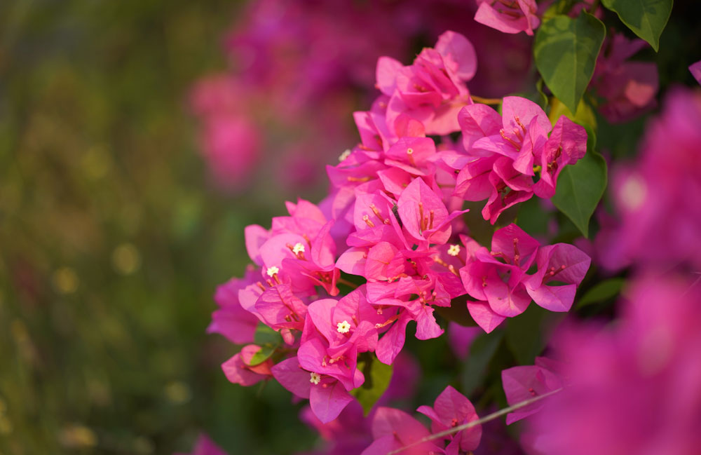 Bougainvillea