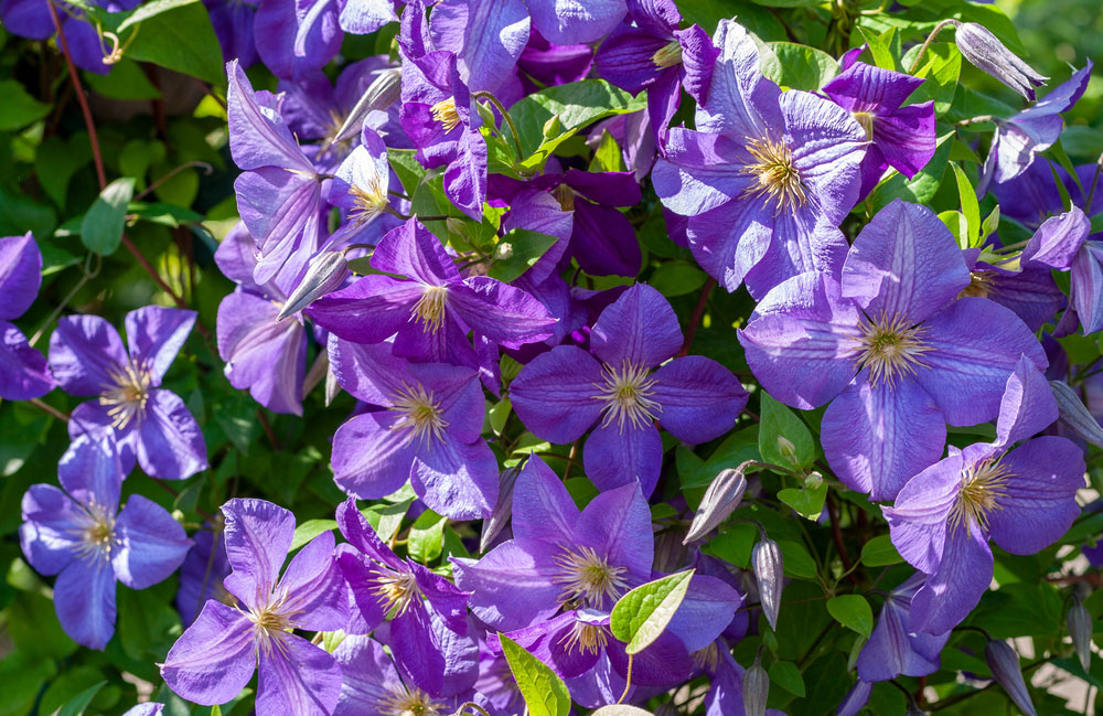 Clematis