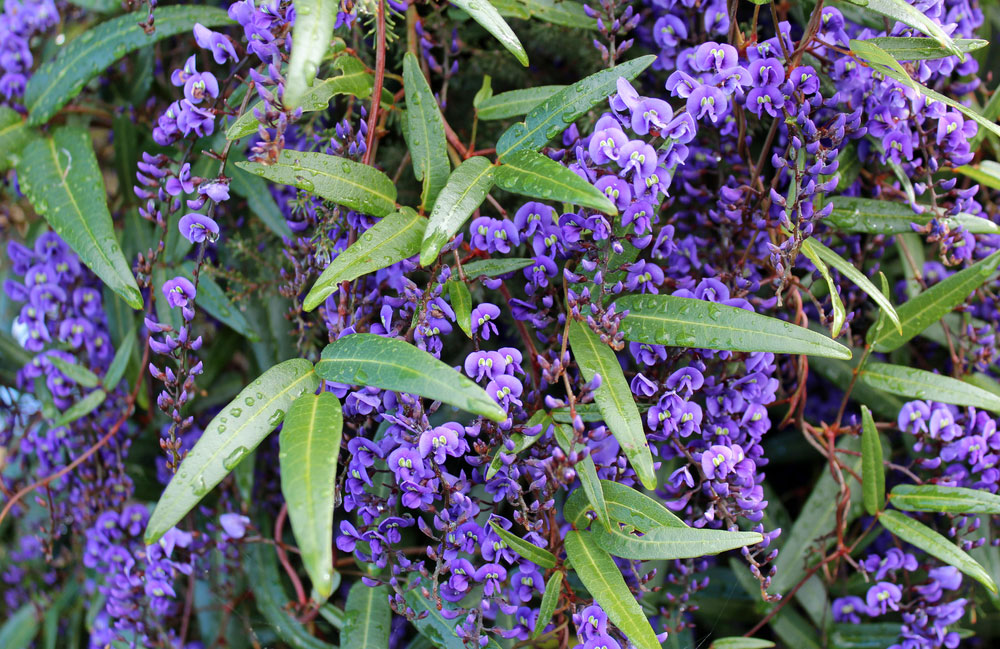 Hardenbergia