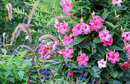 Mandevilla