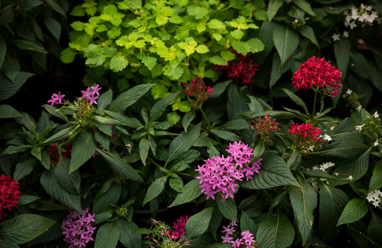 10 resilient plants that survive in heavy shade