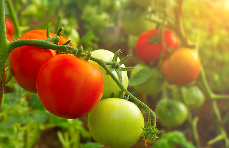 Ripen green tomatoes on a sunny window sill