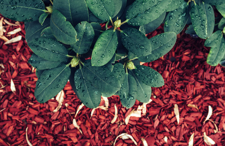 Mulch is a gardener’s BFF