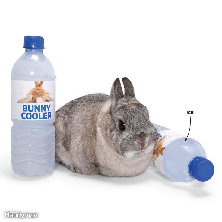 Bunny rabbit A/C