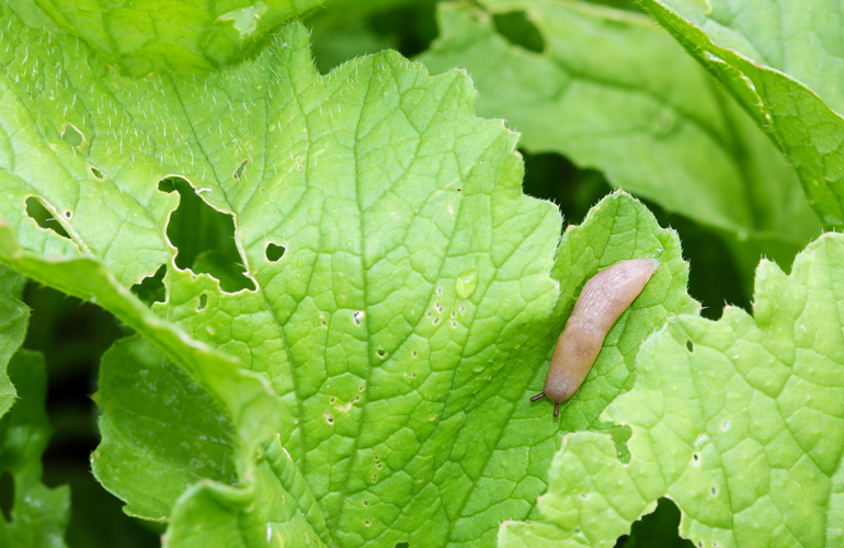 Organic pest solutions