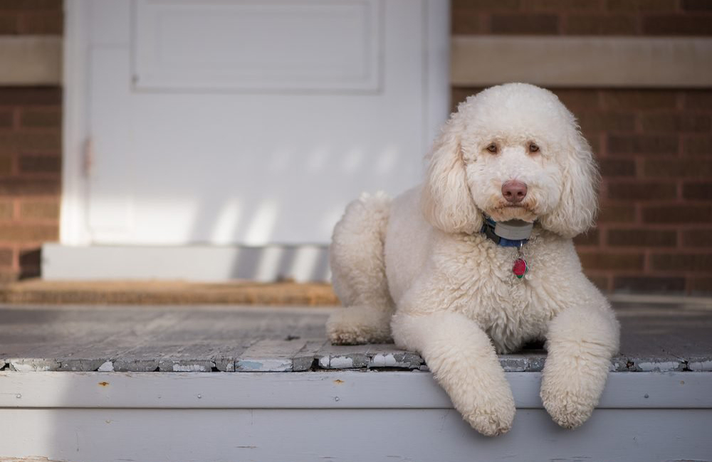 They take a leaf out of your pet’s book