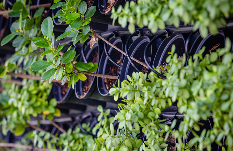 Basic requirements for an indoor living wall