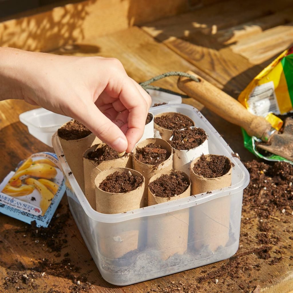 Start seeds in toilet paper tubes