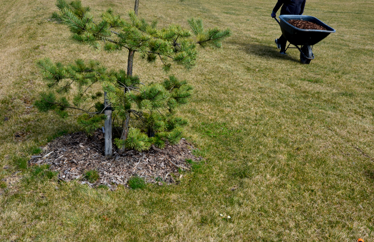 Mulching too close to tree trunks