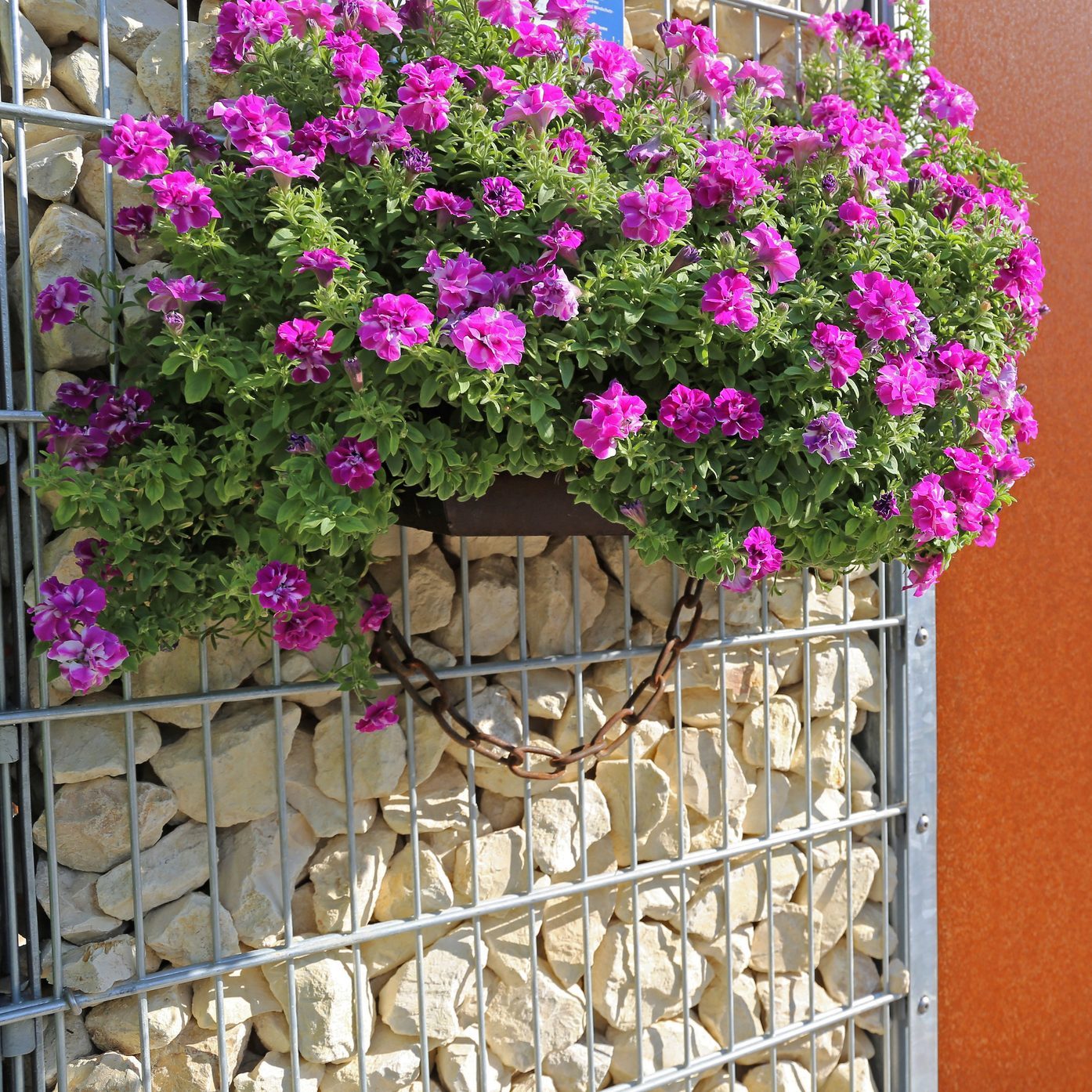 Gabion wall with hanging plants