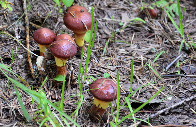 Wild mushrooms 