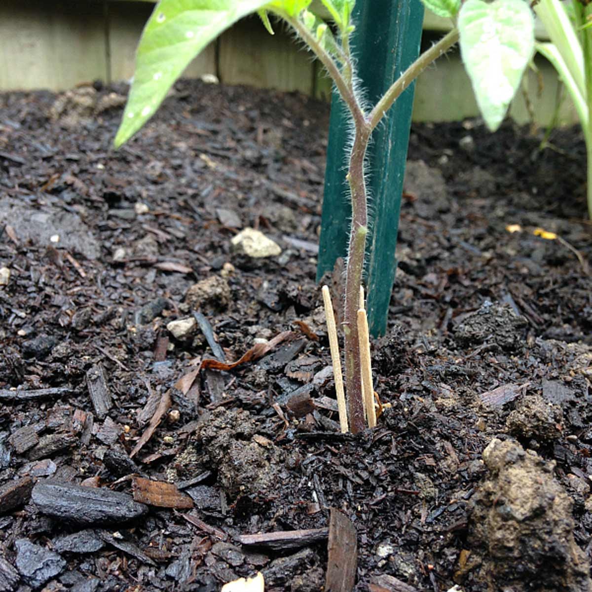 Deter cutworms