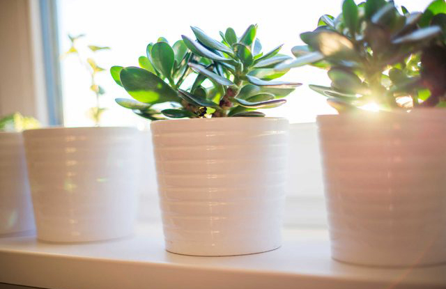 Help the house bloom