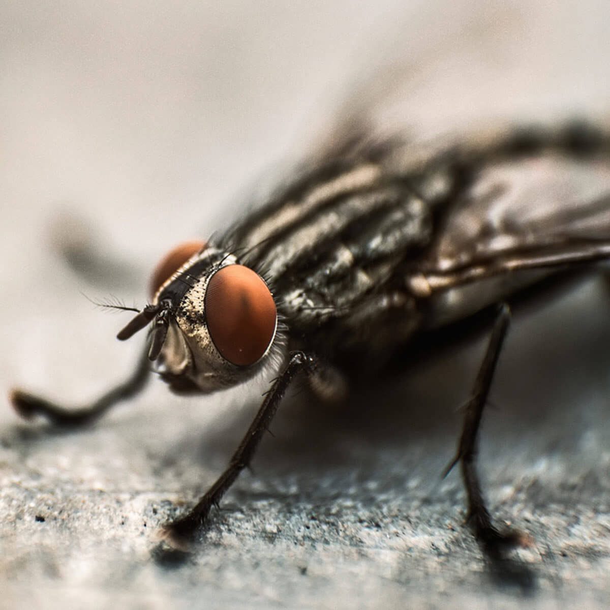 Keep insects under control