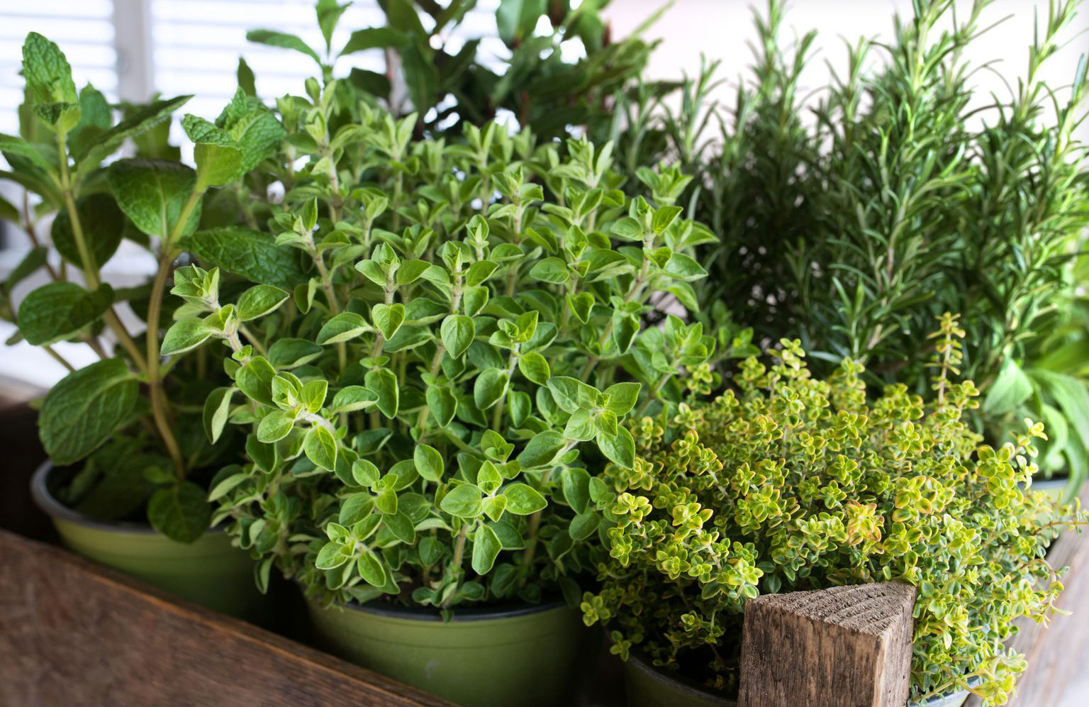Grow herbs indoors