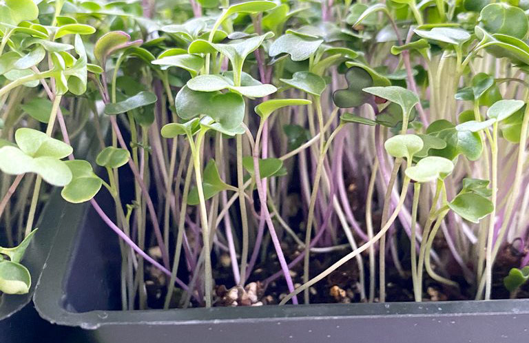 Growing microgreens