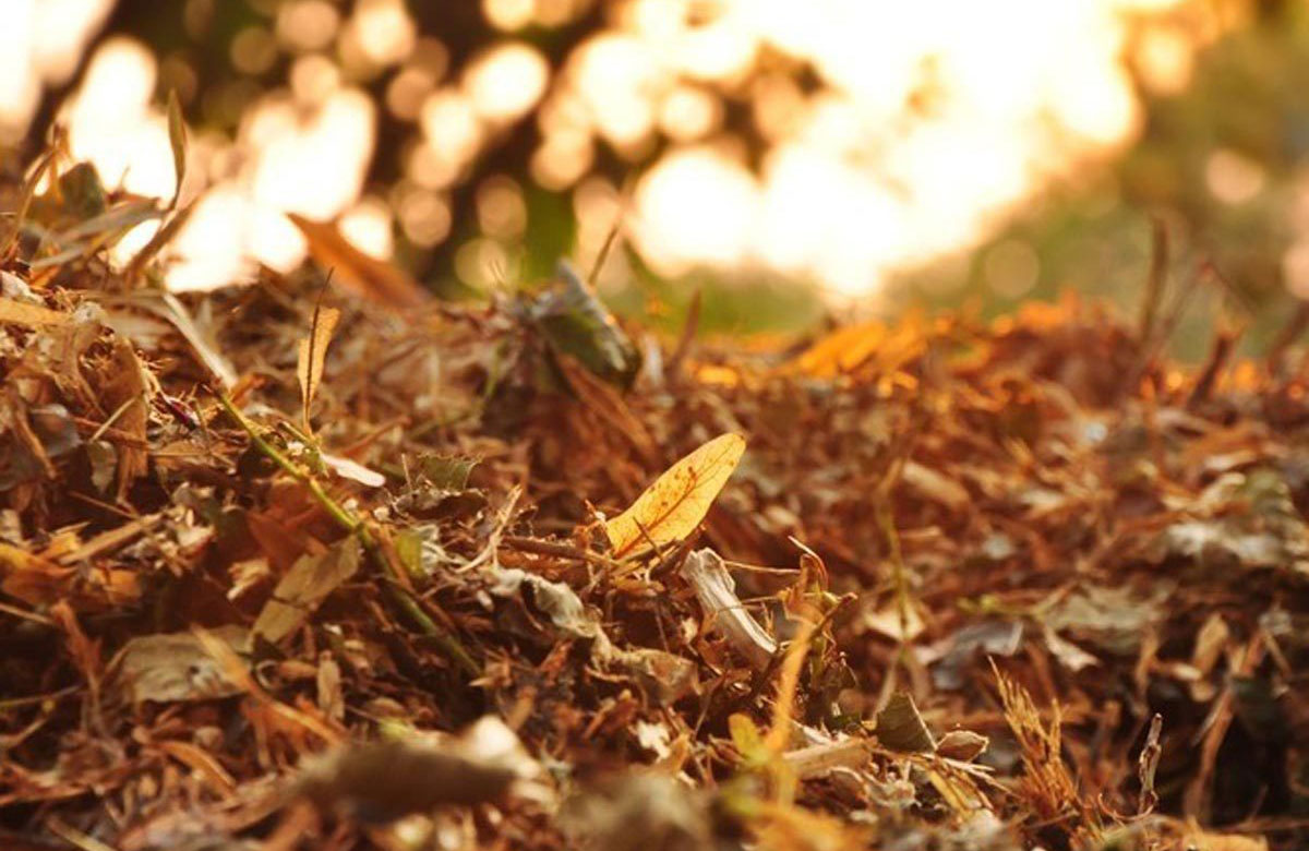 Mulch your leaves