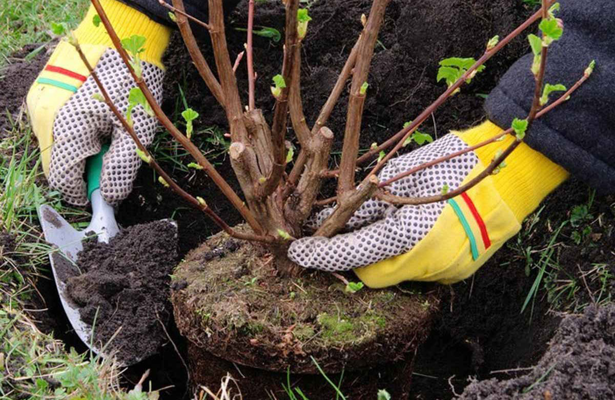 Plant shrubs and bushes