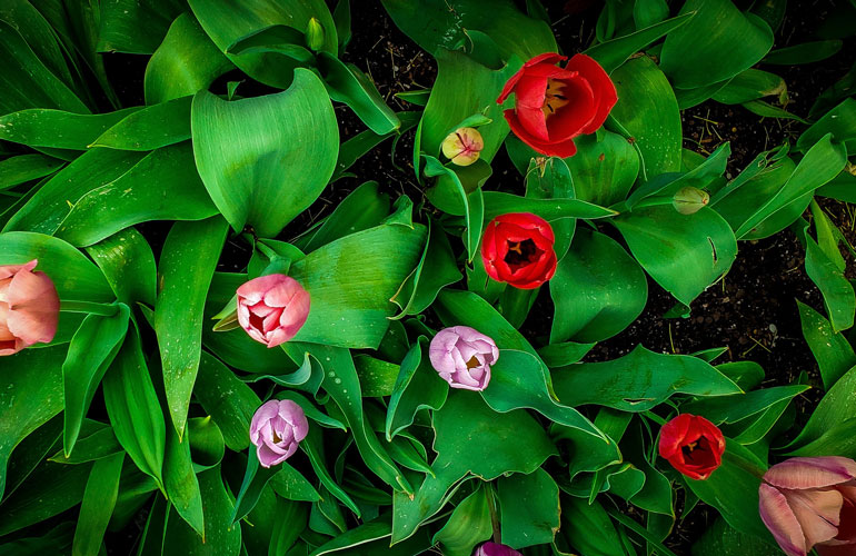 Use dog repellents for flower beds