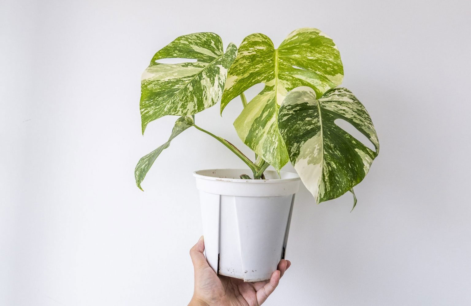 Step 9: Wait at least a month