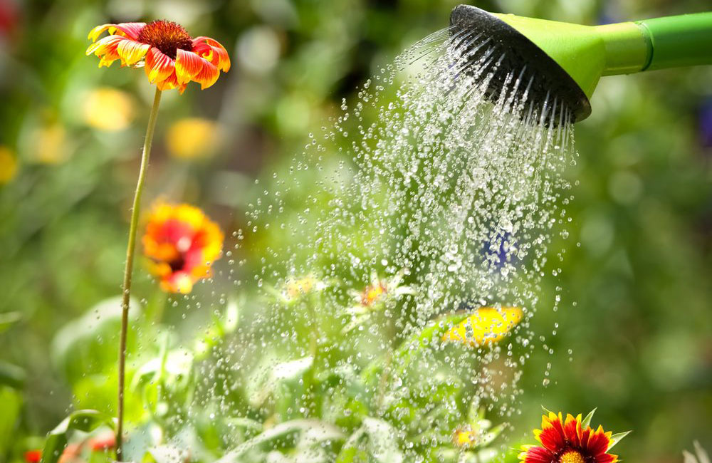 Don’t ignore yellowed, limp leaves