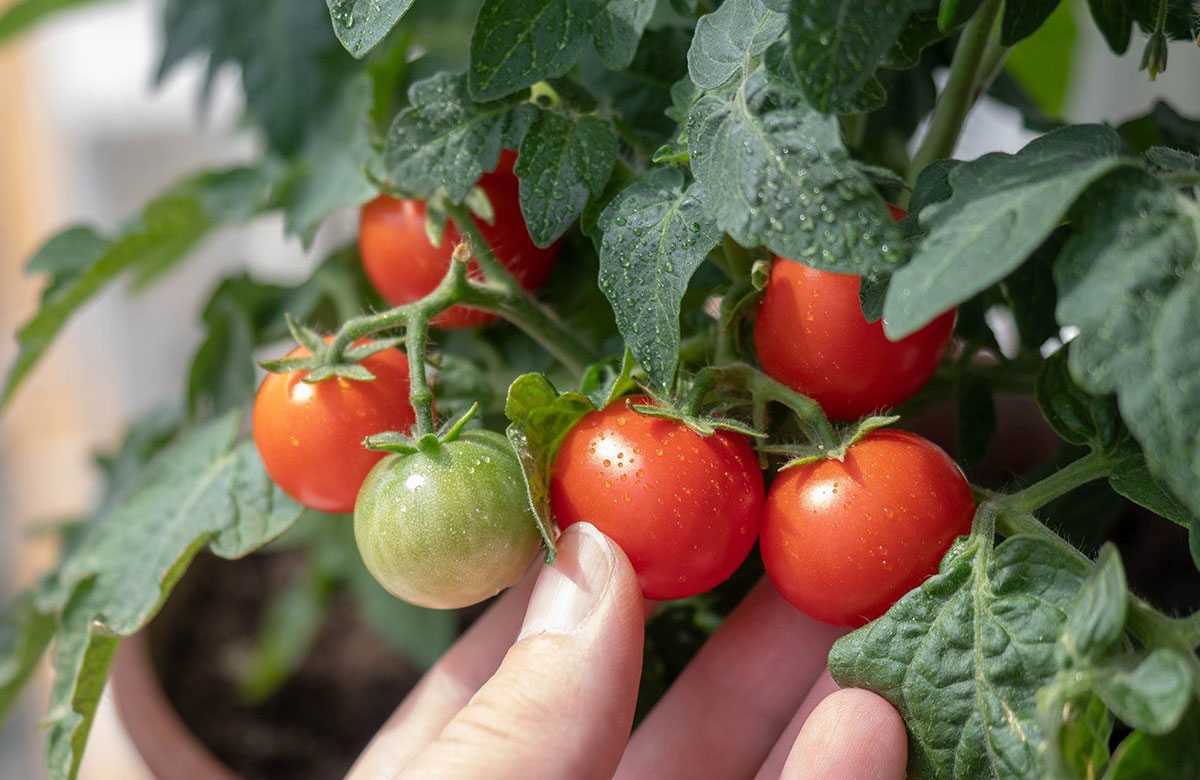 No yard? No problem!