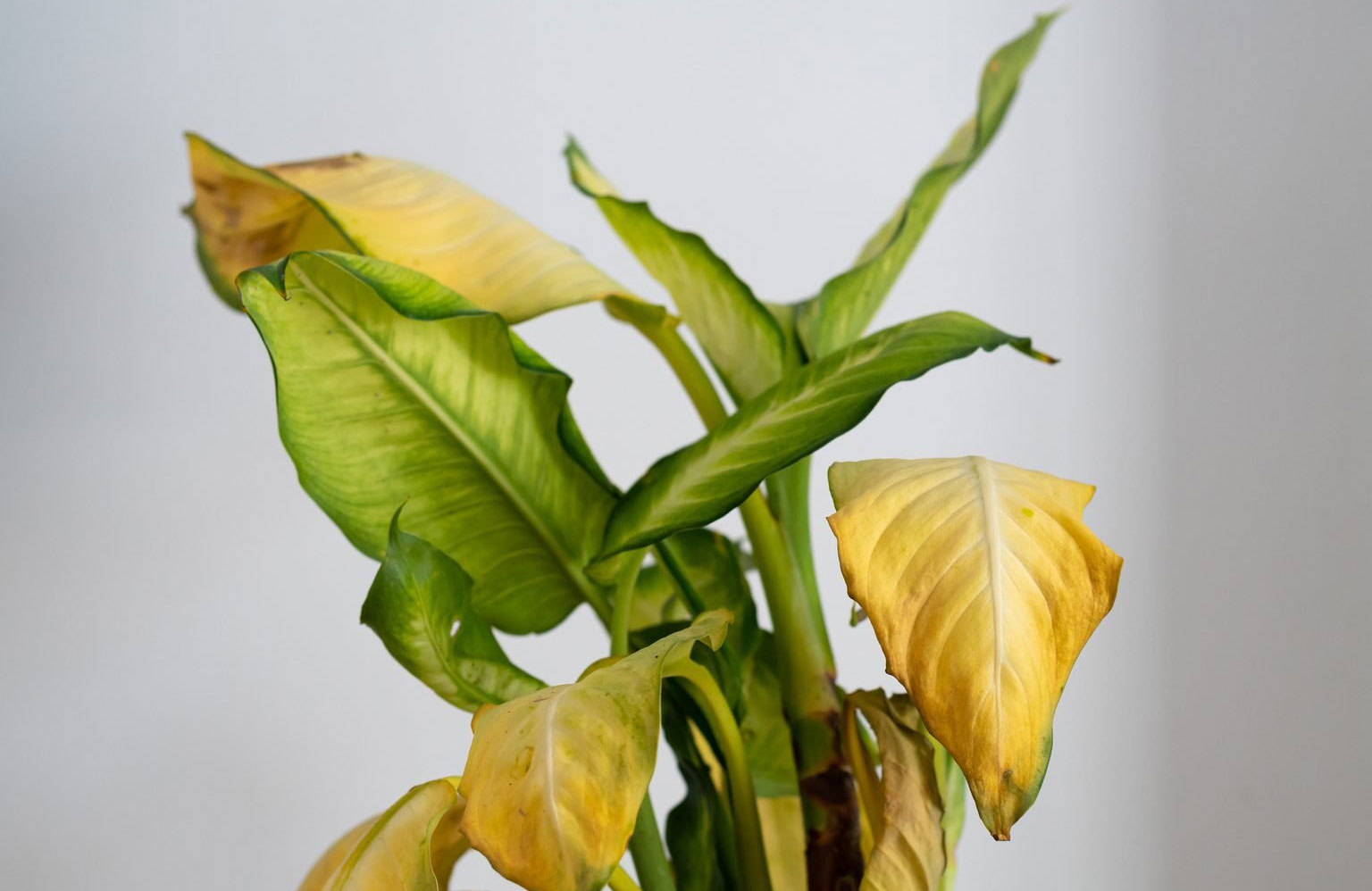 Step 4: Remove dead leaves