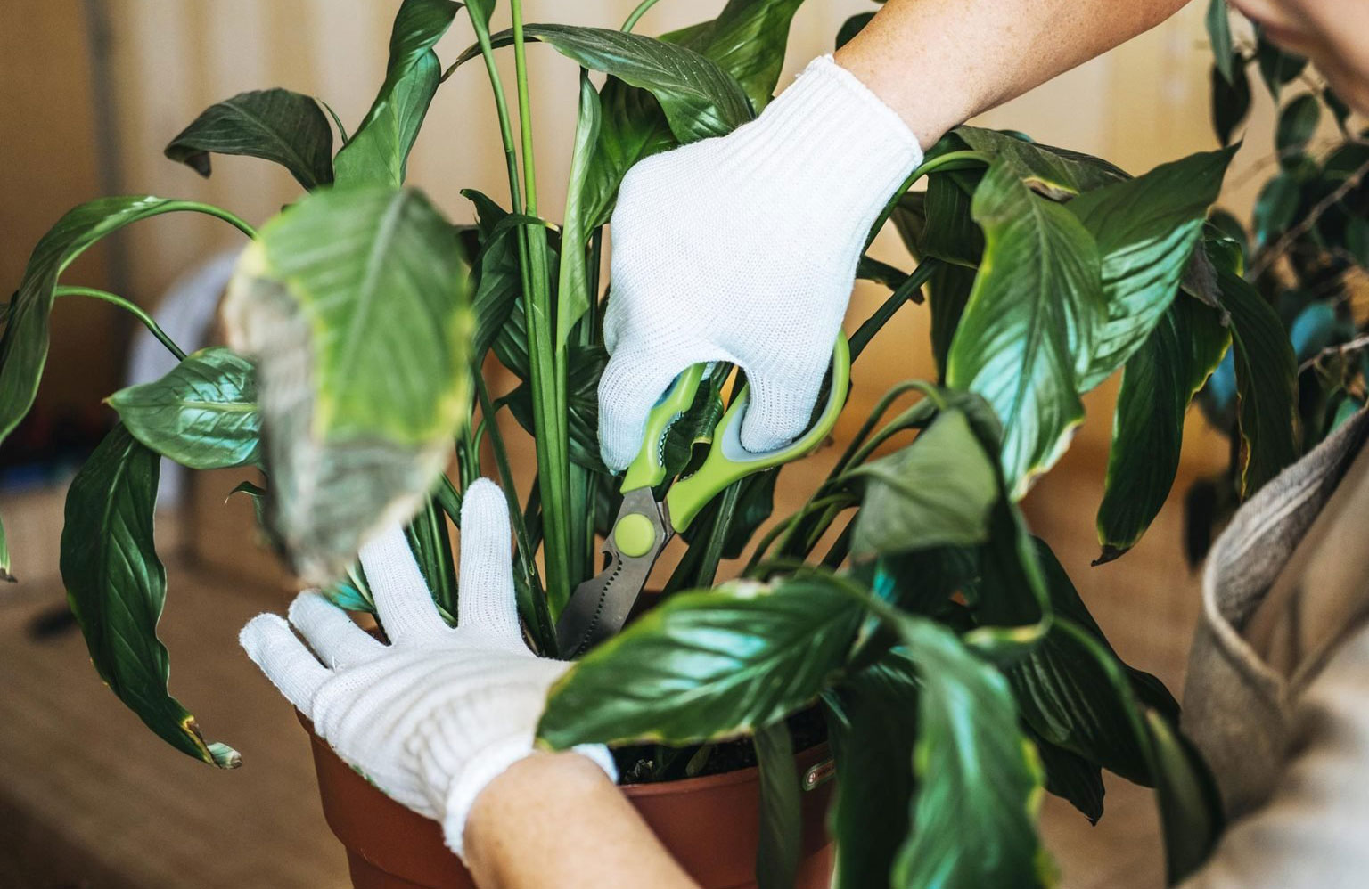 Step 5: Trim back the stems